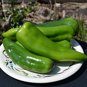 Plant Photo 5