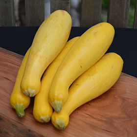 Plant Photo 3