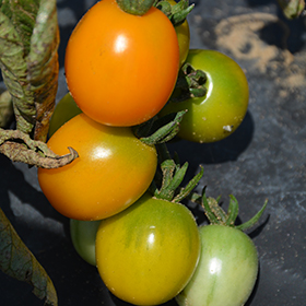 Plant Photo 3