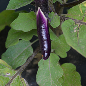 Plant Photo 1