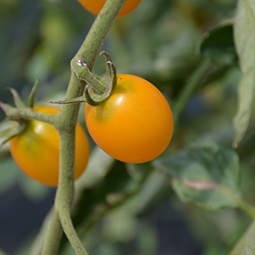 Plant Photo 1