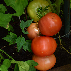Plant Photo 9