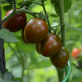Plant Photo 7