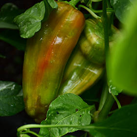 Plant Photo 4