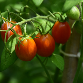 Plant Photo 3