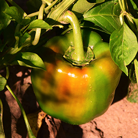 Plant Photo 6