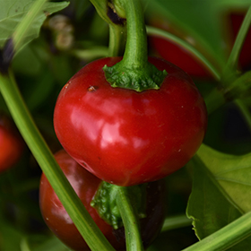 Plant Photo 5