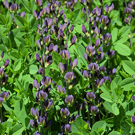 Plant Photo 1