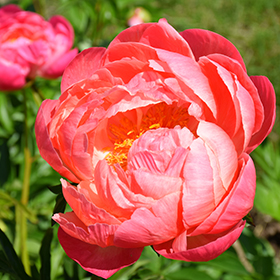 Plant Photo 2