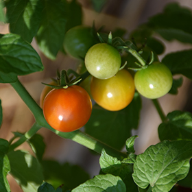 Plant Photo 6