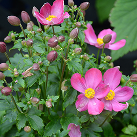 Plant Photo 1