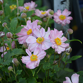Plant Photo 10