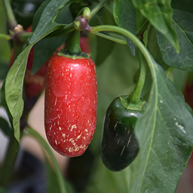Plant Photo 7