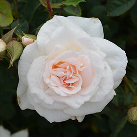 Plant Photo 5