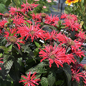 Plant Photo 5