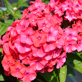Plant Photo 7