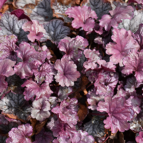 Plant Photo 1