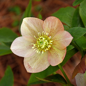 Plant Photo 8