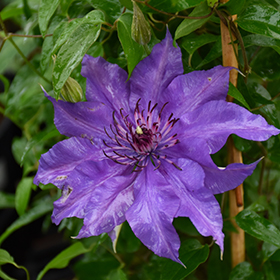 Plant Photo 8