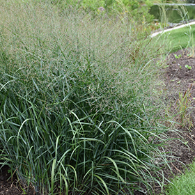Plant Photo 9