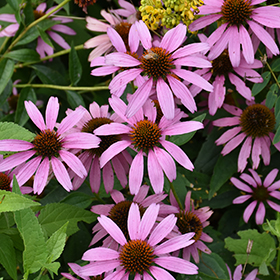 Plant Photo 7