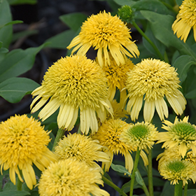 Plant Photo 5