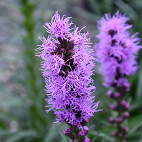 Plant Photo 10