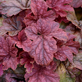 Plant Photo 2