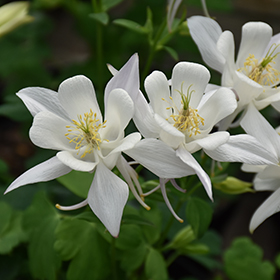 Plant Photo 4