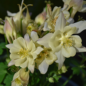 Plant Photo 2