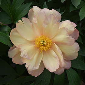 Plant Photo 6