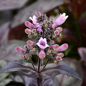 Plant Photo 7