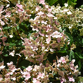 Plant Photo 2
