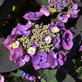 Plant Photo 8