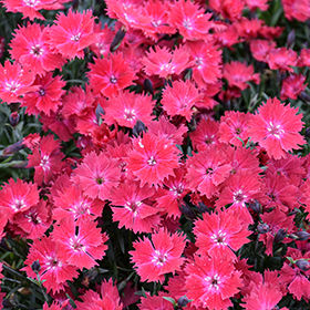 Plant Photo 2