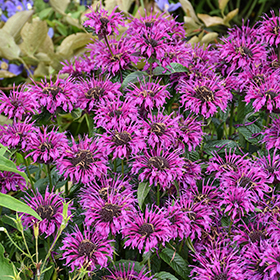 Plant Photo 5