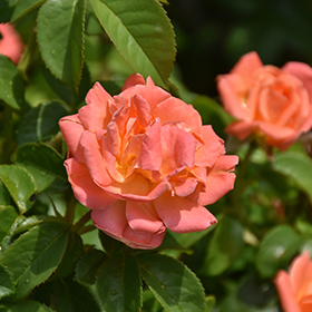Plant Photo 6