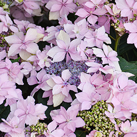 Plant Photo 7