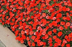 Click to view a full-size photo of SunPatiens® Compact Electric Orange New Guinea Impatiens (Impatiens 'SunPatiens Compact Electric Orange') at Platt Hill Nursery SunPatiens® Compact Electric Orange New Guinea Impatiens (Impatiens 'SunPatiens Compact Electric Orange') at Platt Hill Nursery