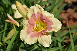 Click to view a full-size photo of Happy Ever Appster® When My Sweetheart Returns Daylily (Hemerocallis 'When My Sweetheart Returns') at Platt Hill Nursery Happy Ever Appster® When My Sweetheart Returns Daylily (Hemerocallis 'When My Sweetheart Returns') at Platt Hill Nursery