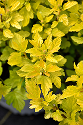 Tiny Wine® Gold Ninebark (Physocarpus opulifolius ...