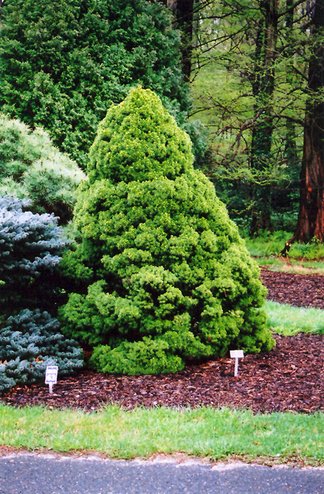 Dwarf Alberta Spruce (Picea glauca 'Conica') at Platt Hill Nursery