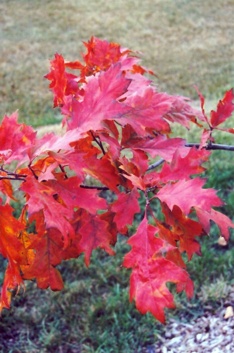 Red Oak (Quercus rubra) at Platt Hill Nursery