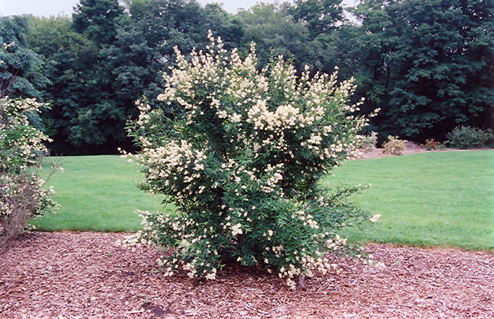Cheyenne Common Privet (Ligustrum vulgare 'Cheyenne') at Platt Hill Nursery