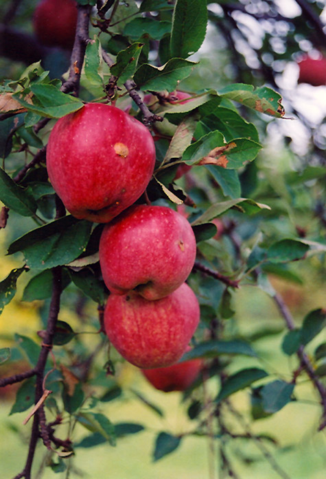 Braeburn Apple (Malus 'Braeburn') at Platt Hill Nursery