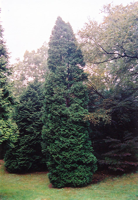 Hetz Wintergreen Arborvitae (Thuja occidentalis 'Hetz Wintergreen') at Platt Hill Nursery