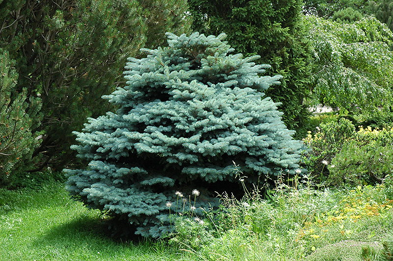 Globe Blue Spruce (Picea pungens 'Globosa') at Platt Hill Nursery
