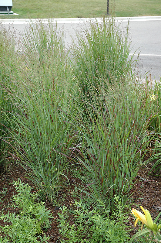 Shenandoah Reed Switch Grass (Panicum virgatum 'Shenandoah') at Platt Hill Nursery