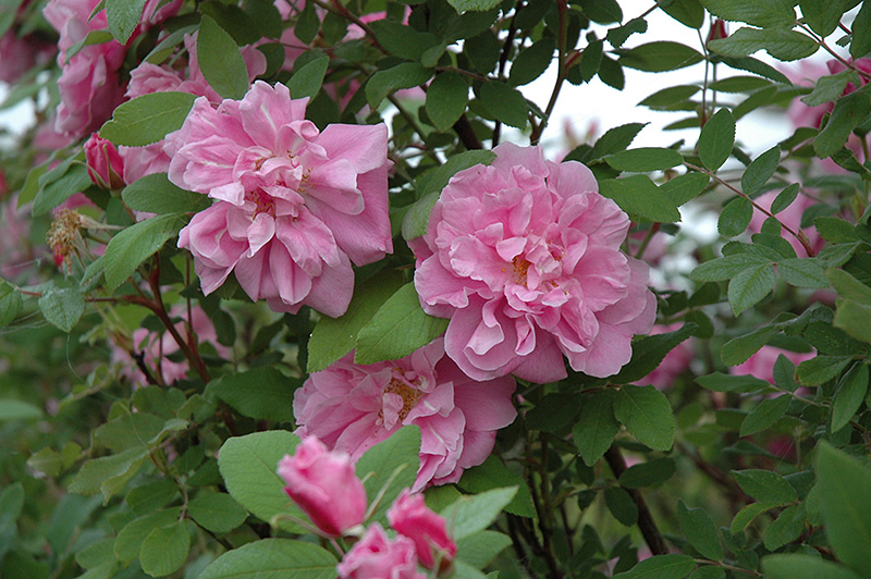 Therese Bugnet Rose (Rosa 'Therese Bugnet') at Platt Hill Nursery