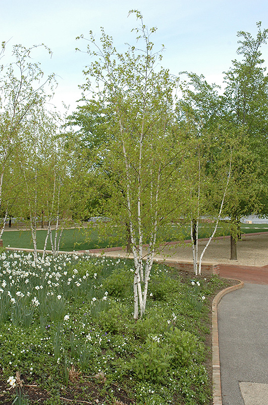 Whitespire Senior Birch (Betula populifolia 'Whitespire Senior') at Platt Hill Nursery